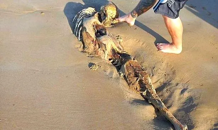 Descoperirea bizara de pe plaja ce ii face pe oameni sa creada ca sirenele chiar exista. Foto