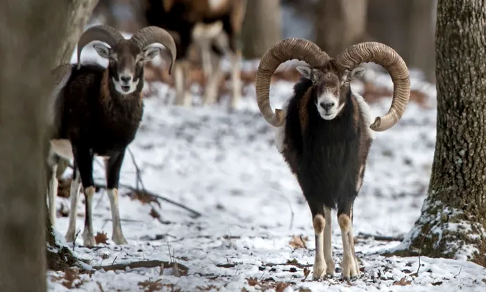 oaia-salbatica-romania-adusa-ceausescu