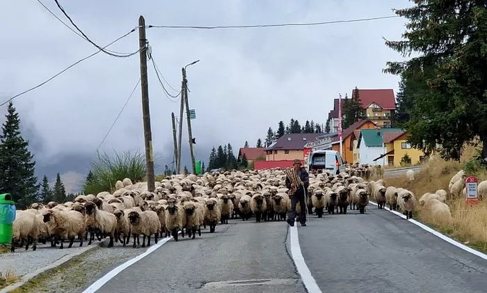 Ce este transhumanța: De ce este acest obicei vechi de mii de ani și astăzi în România