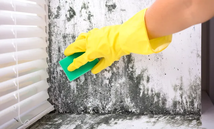 Mucegai curatare eficienta corecta