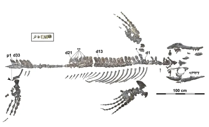 descoperirea din japonia