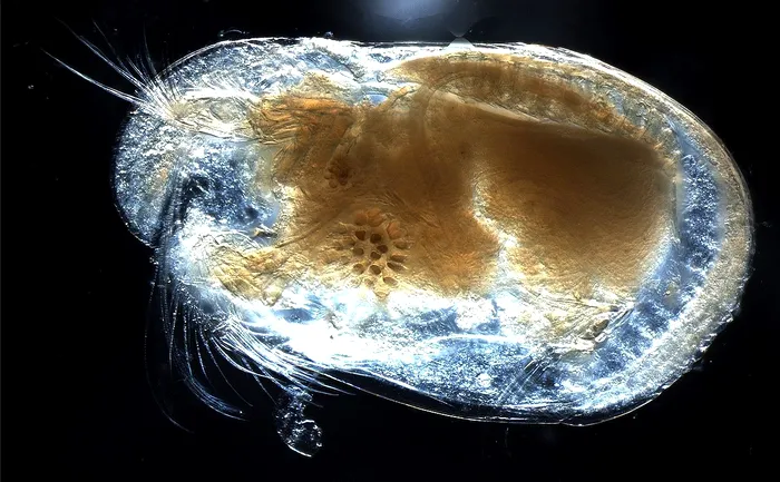 Ostracode