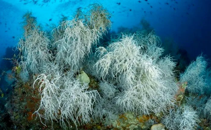 Topul celor mai longevive animale de pe Pământ. „Campionul” mamiferelor s-ar putea să te surprindă