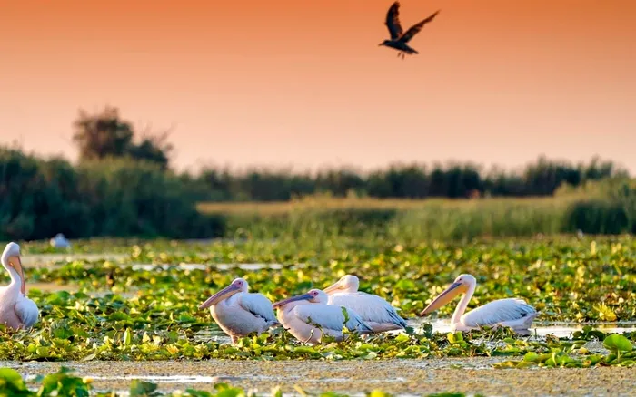 Danube Delta