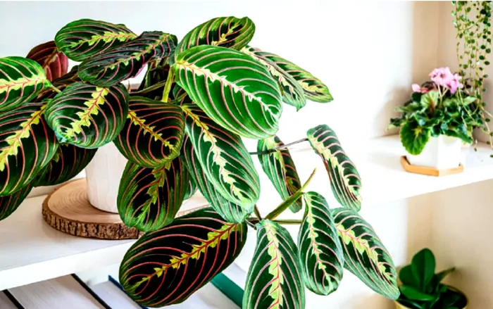 Maranta isi ridica noaptea frunzele in semn de rugaciune