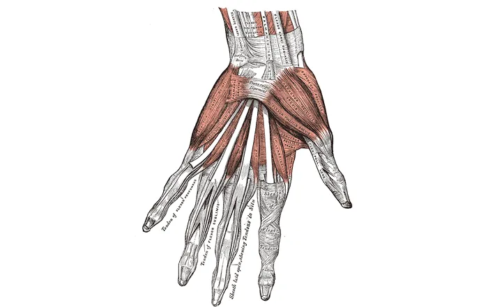 âna poate face mișcări fine datorită mușchilor și ligamentelor care îi controlează oasele