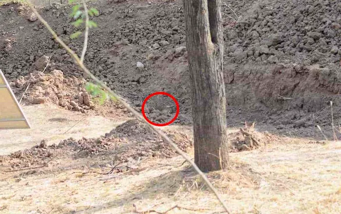 Iluzia optică a începutului de săptămână. Doar cei ageri pot vedea leopardul din sat!