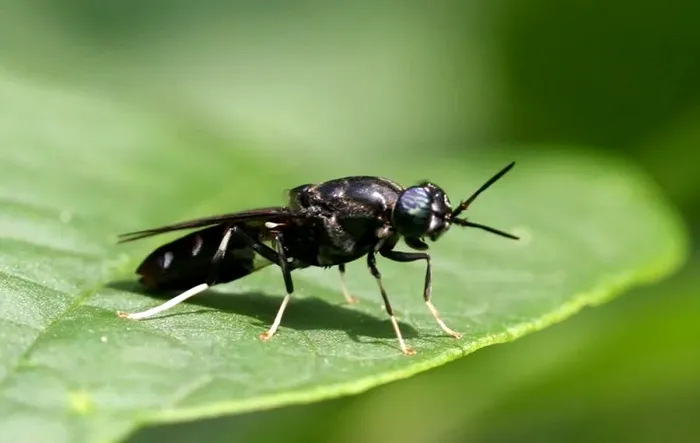 Insecta a cărei larvă joacă un rol important în agricultură