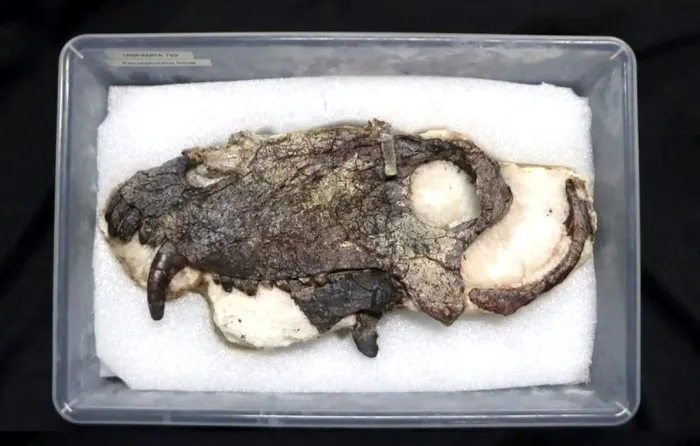 Cel mai temut prădător din istorie nu a fost T. Rex. Când a trăit, descoperirea uimitoare a cercetătorilor