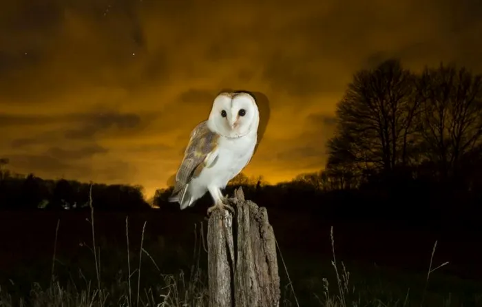 Bufnita noaptea studiu