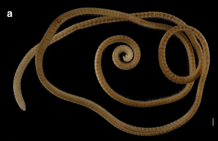 fiinta-cele-mai-multe-picioare