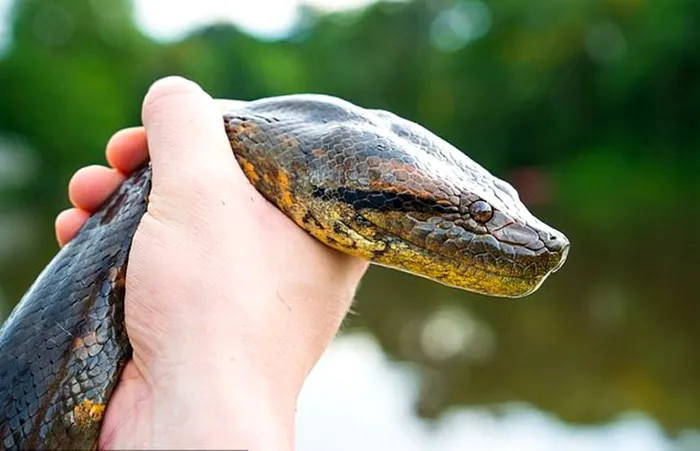 Anaconda, cel mai mare sarpe din lume