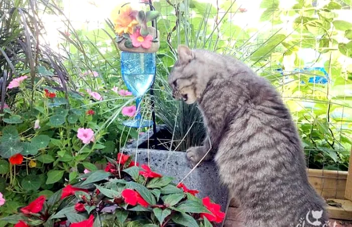 De ce să presari coji de portocale în grădină, în luna august. Trucul te scapă de o problemă uriașă