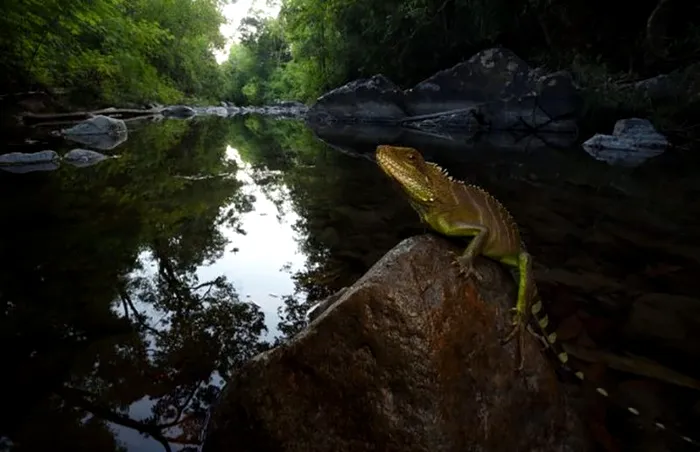 Parcul Național Virachey din Cambodgia, numit „Amazonul Asiei” de Fauna & Flora, adăpostește specii rare, precum dragonul de apă indochinez. Această șopârlă, care poate ajunge la un metru lungime, este adaptată pentru cățărat, alergat și înot, putând sta sub apă până la 25 de minute.