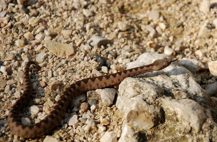 Vipera cu corn este un șarpe veninos din familia Viperidae prezent în România