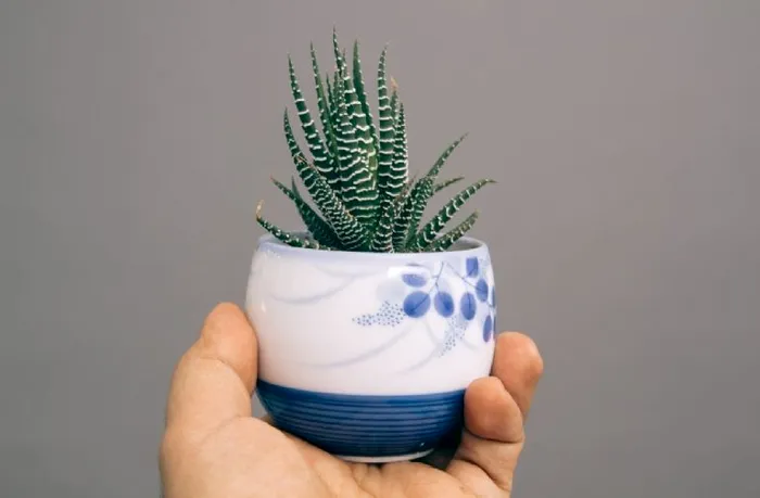 Ingredientul din casă care face aloe vera să înflorească. Plantei îi va merge mai bine ca niciodată, se va schimba în câteva zile