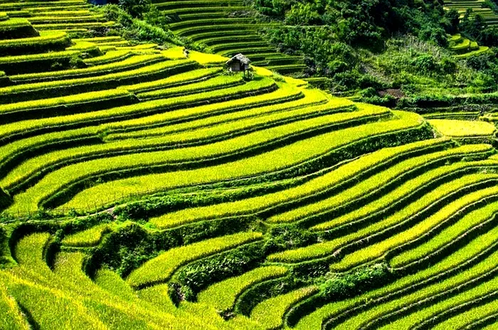 Câmpurile de orez Yuanyang, China