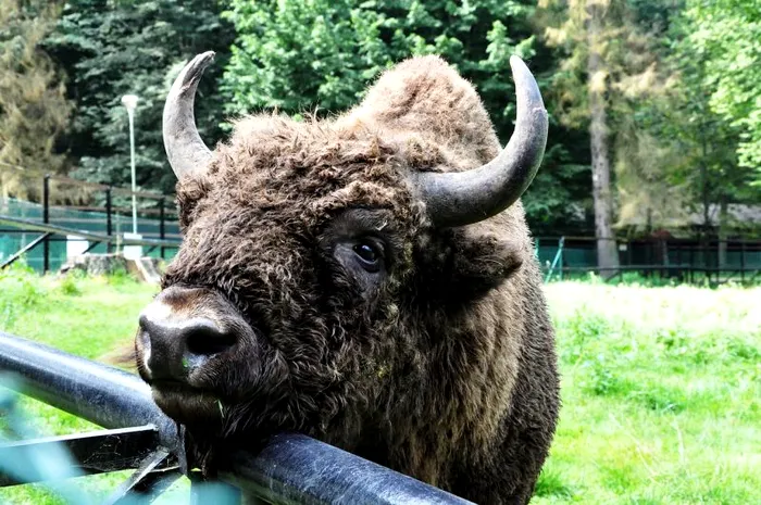 Zimbrul, considerat a fi cel mai rar animal din ţară