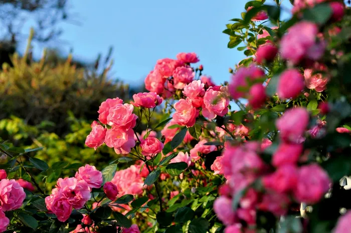 Când se taie trandafirii, de fapt. Aşa vor avea flori luni de zile, vei fi invidiat de toţi