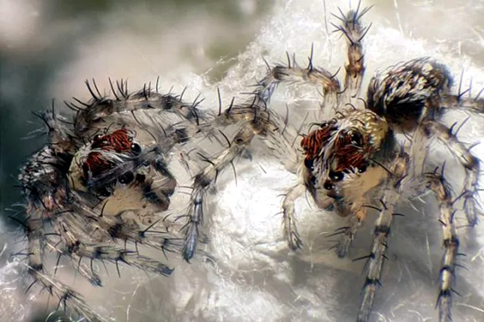 newborn lynx spiderlings