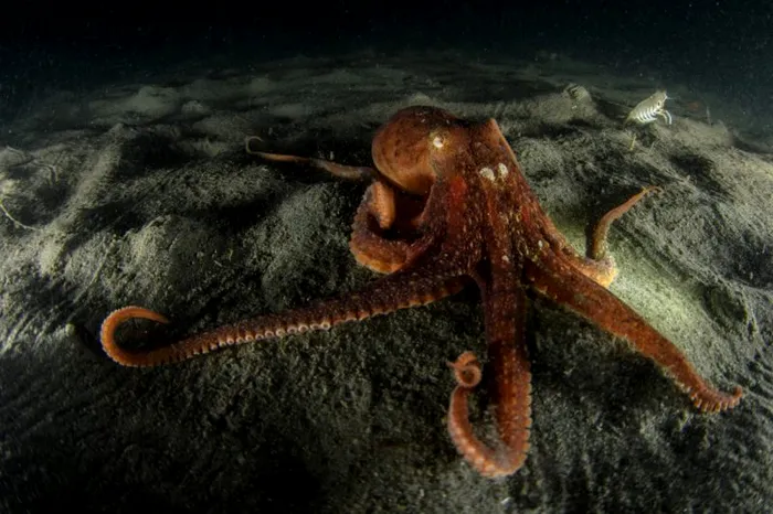 video caracatita schimba culoarea