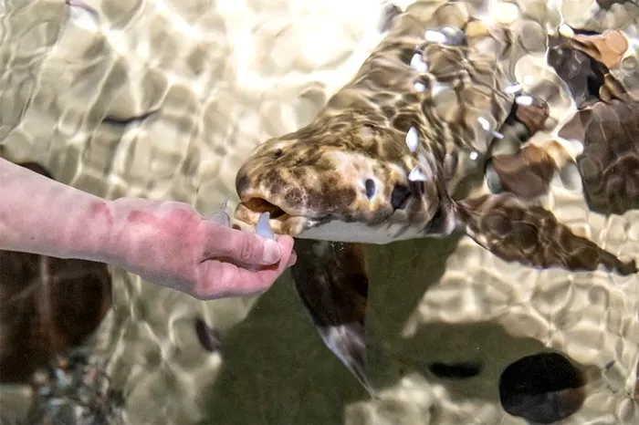 Câți ani are cel mai bătrân pește de acvariu din lume. Cum i s-a calculat vârsta, cărei specii aparține