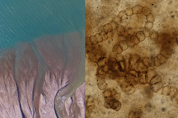 Cum aratau primele forme de viata care au aparut pe uscat. Au existat in urma cu 407 milioane de ani