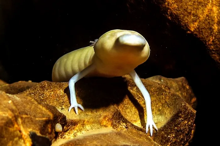 Salamandra de pestera Proteul de peșteră - Romania pesteri