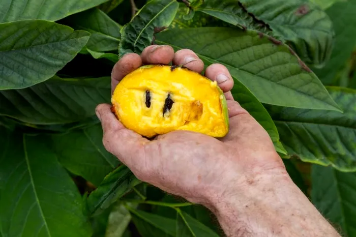 Fructul Pawpaw poate inlocui merele si piersicile