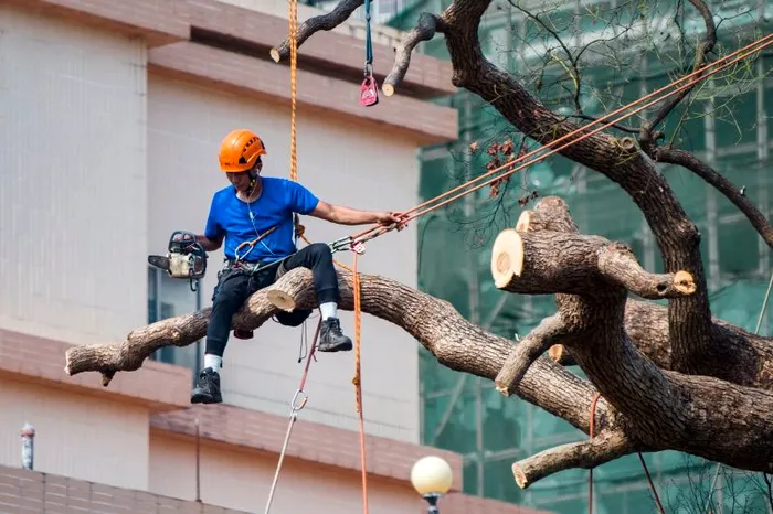 Meseria de Arborist incepe sa se caute si in Romania