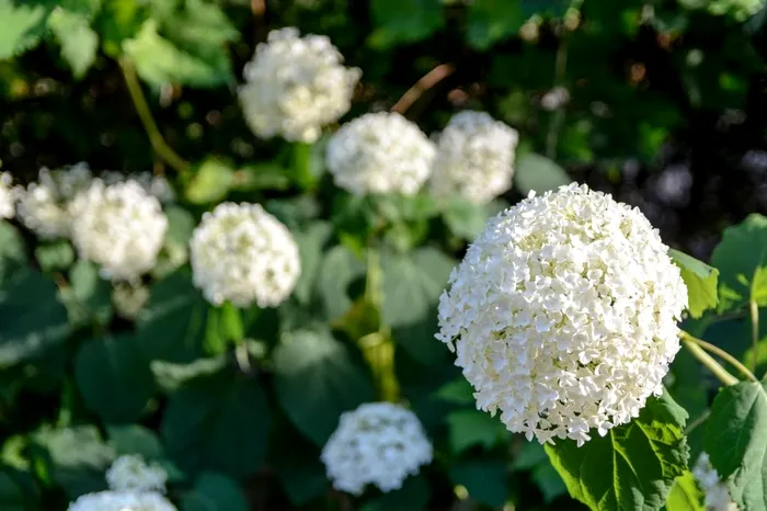 Cele trei plante sub 50 de lei care îţi vor transforma grădina. Sfaturile de aur ale grădinarului Regelui Charles