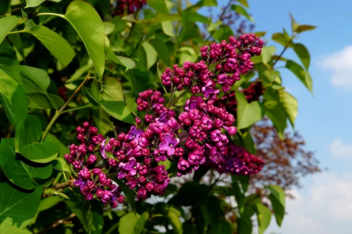 Ce sa faci primavara pentru a te bucura de cele mai frumoase flori de liliac