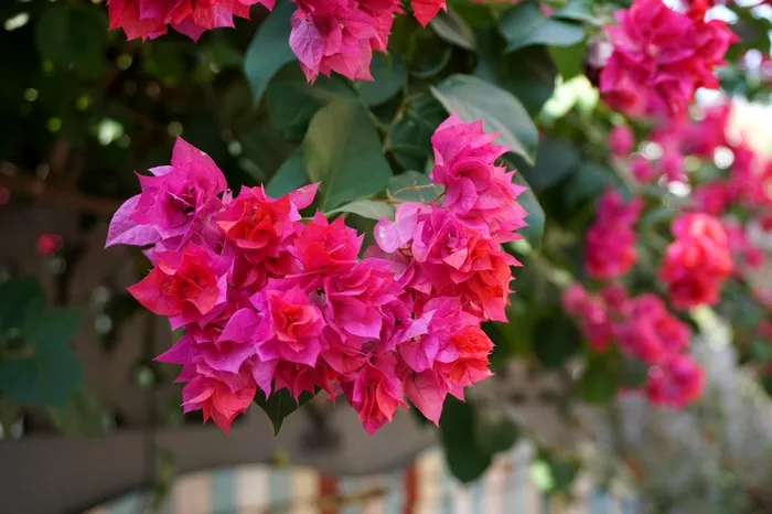 Planta din Grecia care poate fi crescuta si pe balcon