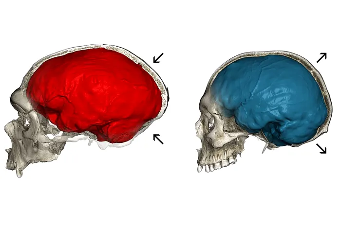 cranii