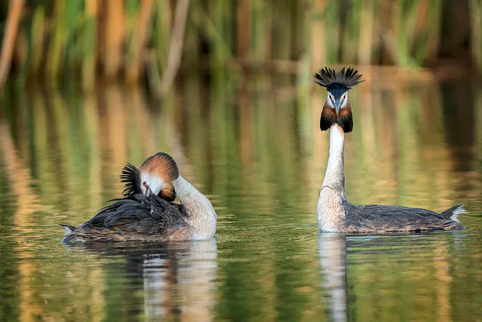 Corcodelul pe Lacul Morii