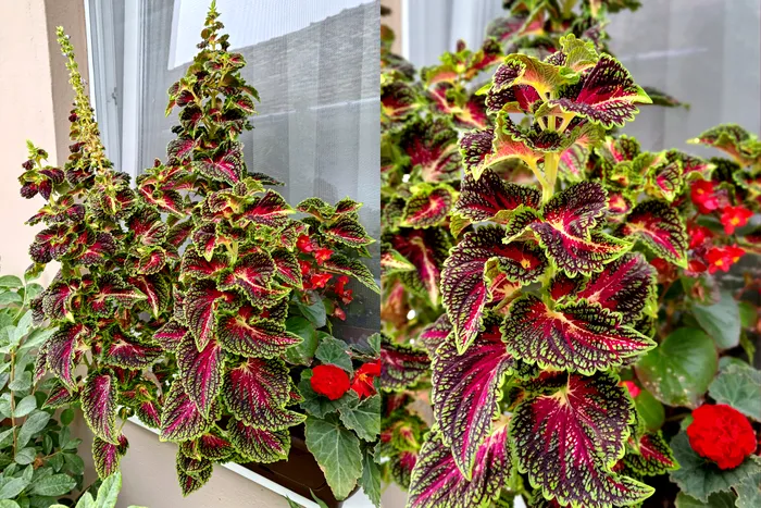 REVIEW - ASUS ROG Phone 6 Pro - modul Portret