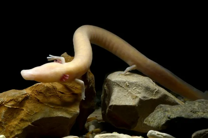 Salamandra de pestera Proteul de peșteră - Romania pesteri