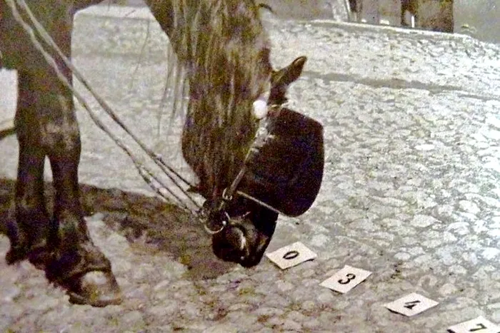 Hans calul care stia matematica