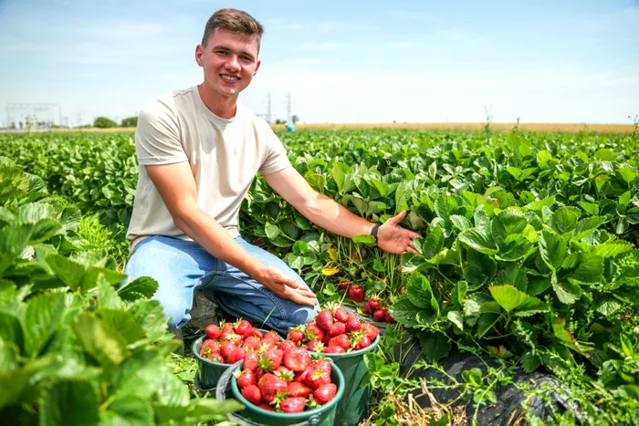 berry king căpșuni