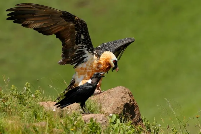 Flora și fauna din Parcul Național Sehlabathebe, Lesotho, sunt printre cele mai variate și fascinante din regiune.