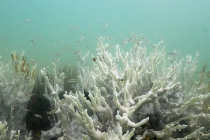Coral decolorat într-un recif din zona Costa dos Corais, Japaratinga, statul Alagoas, Brazilia