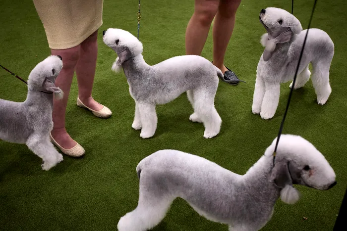 Terrieri Bedlington concurează la Westminster Kennel Club Dog Show