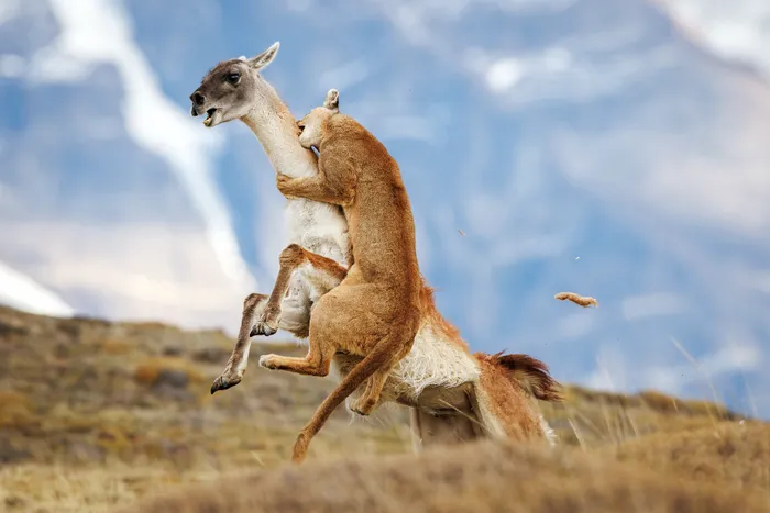 sony photography awards