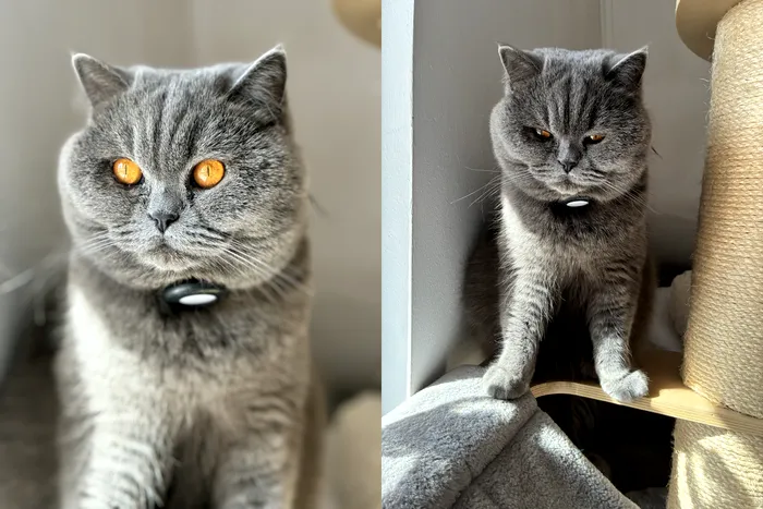 iPhone 17e este perfect pentru poze cu animale de companie
