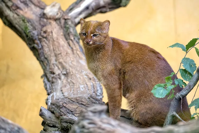 Jaguarundi-