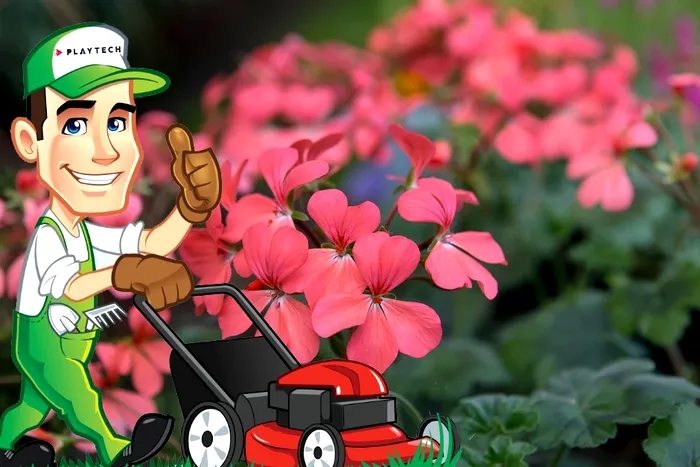 Când se bagă mușcatele în casă. Le putrezesc rădăcinile dacă faci această greșeală 