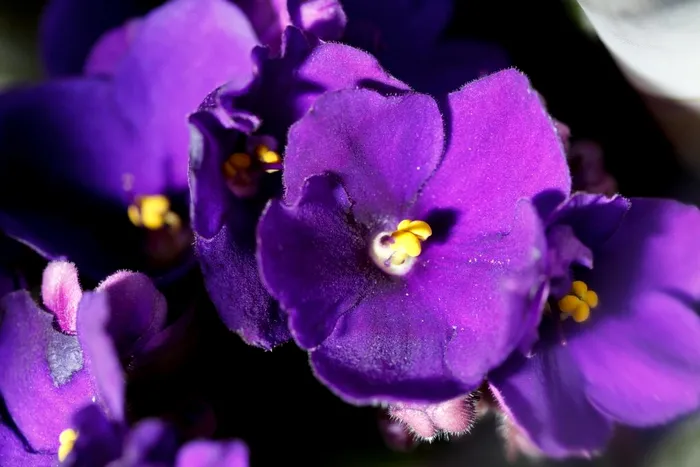 De ce să nu ţii violete în casă. Mulţi români le au, dar nu ştiu acest lucru