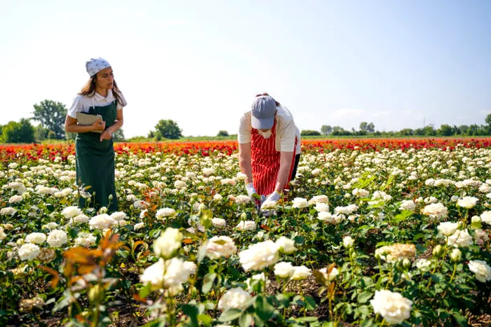 Când se taie trandafirii, de fapt. Aşa vor avea flori luni de zile, vei fi invidiat de toţi