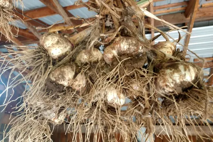 Cum şi unde trebuie plantat usturoiul la final de octombrie, în grădină. Secretul pentru a avea o recoltă bogată la anul