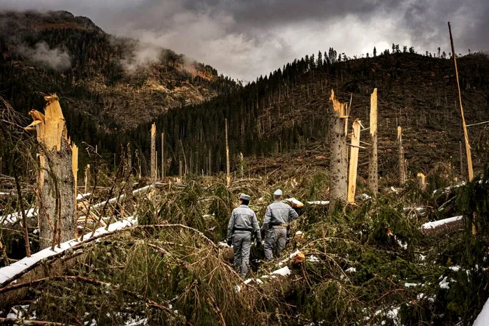 Proiectul ‘DNA-ul pădurilor’, respins în Camera Deputaților. USR: ‘PSD și PNL au votat pentru mafia lemnului’
